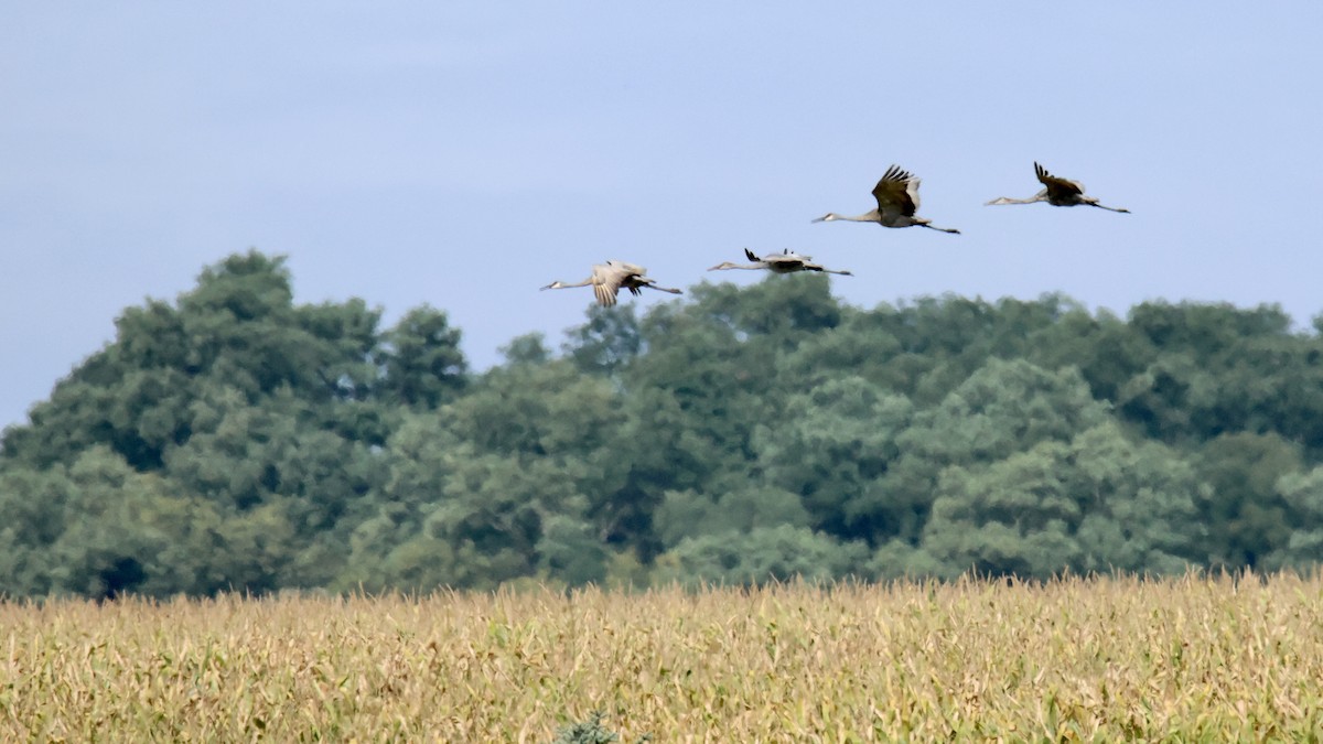 Sandhill Crane - ML623721571