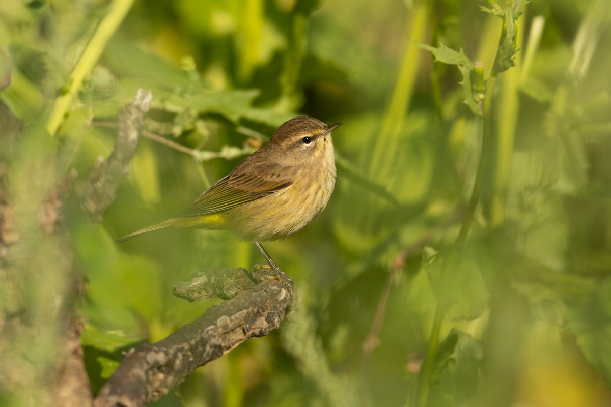 Palm Warbler - ML623721572