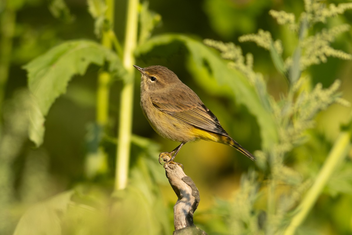 Palm Warbler - ML623721573