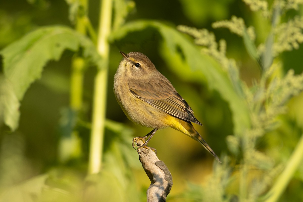 Palm Warbler - ML623721574