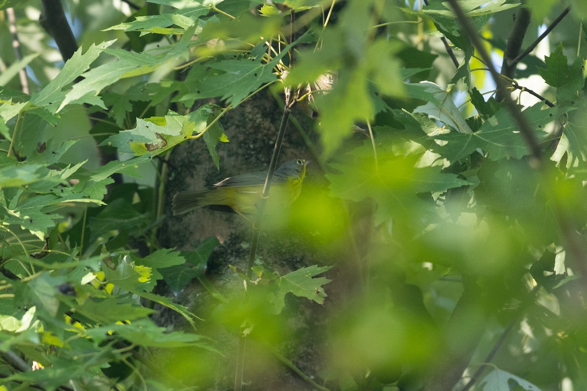 Canada Warbler - ML623721578