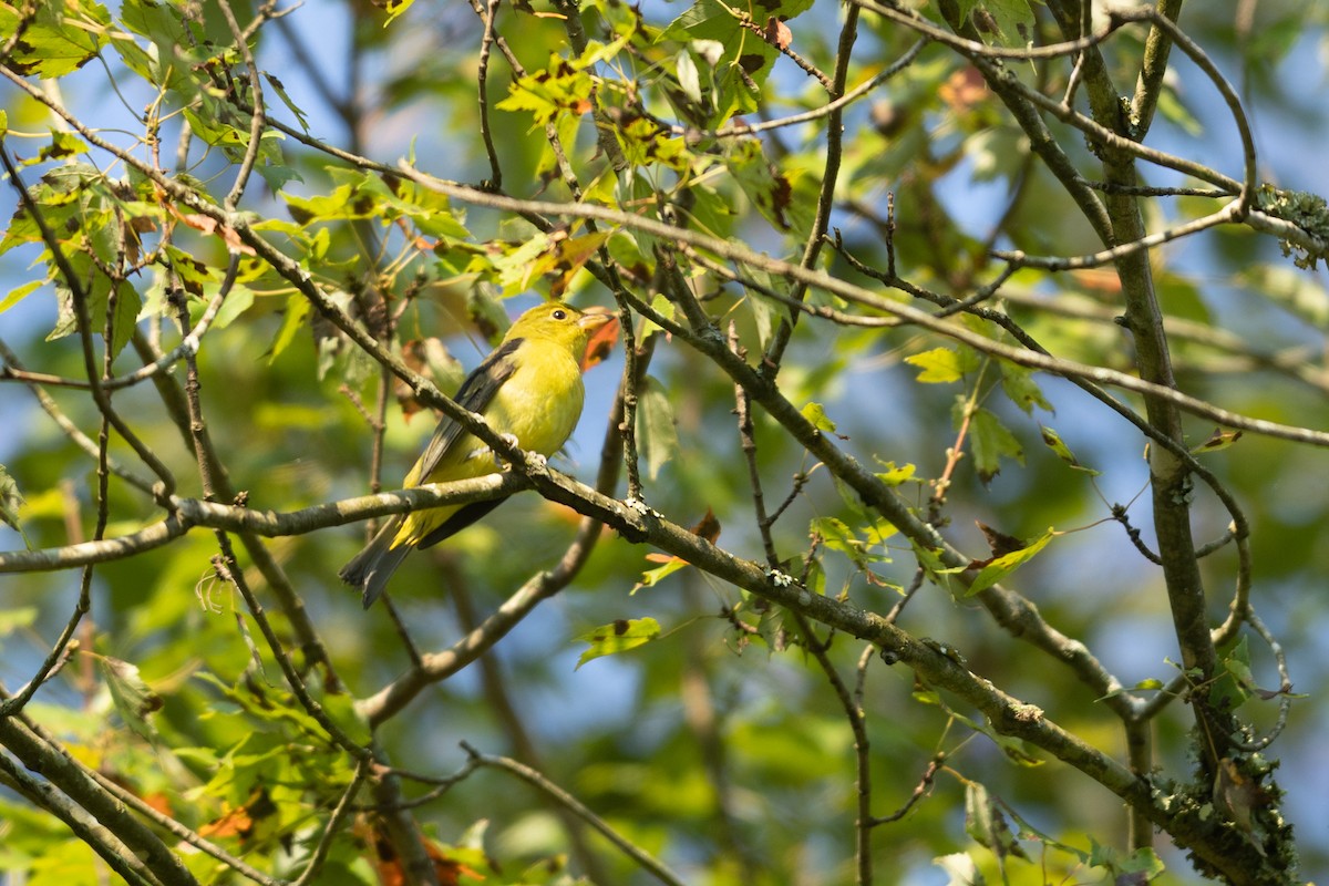 Scarlet Tanager - ML623721580