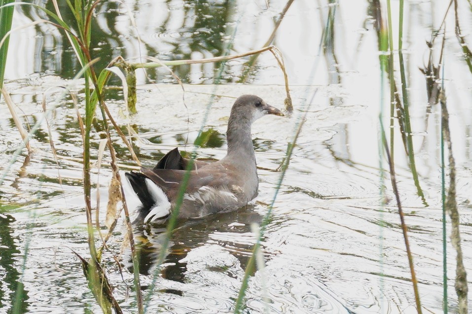 Gallinule d'Amérique - ML623721582