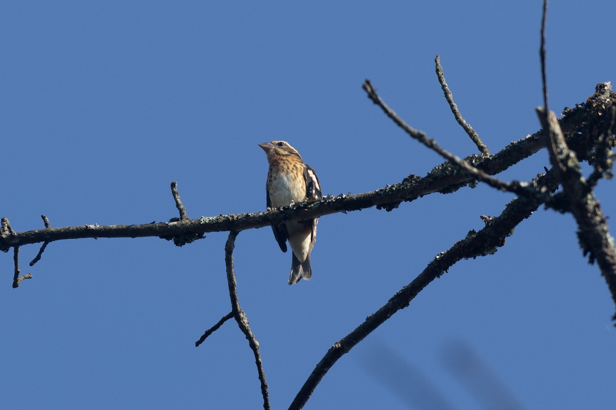 Rose-breasted Grosbeak - ML623721587