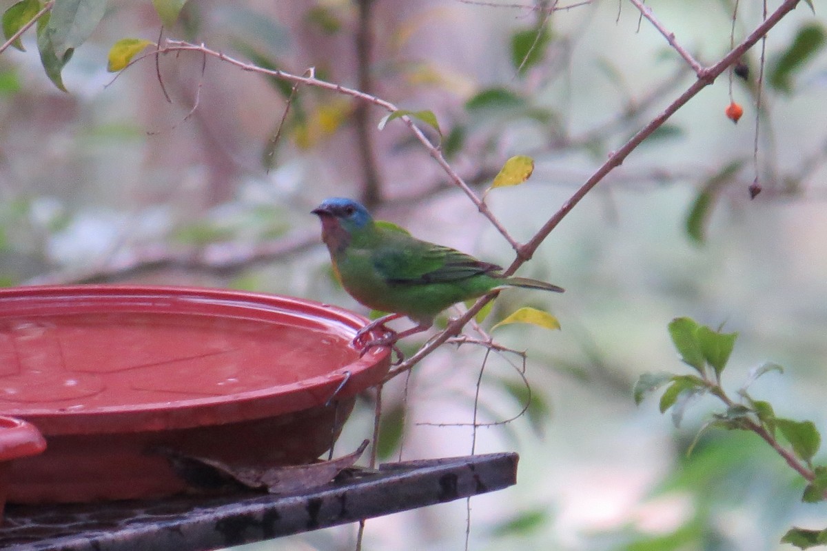 Blue Dacnis - ML623721626