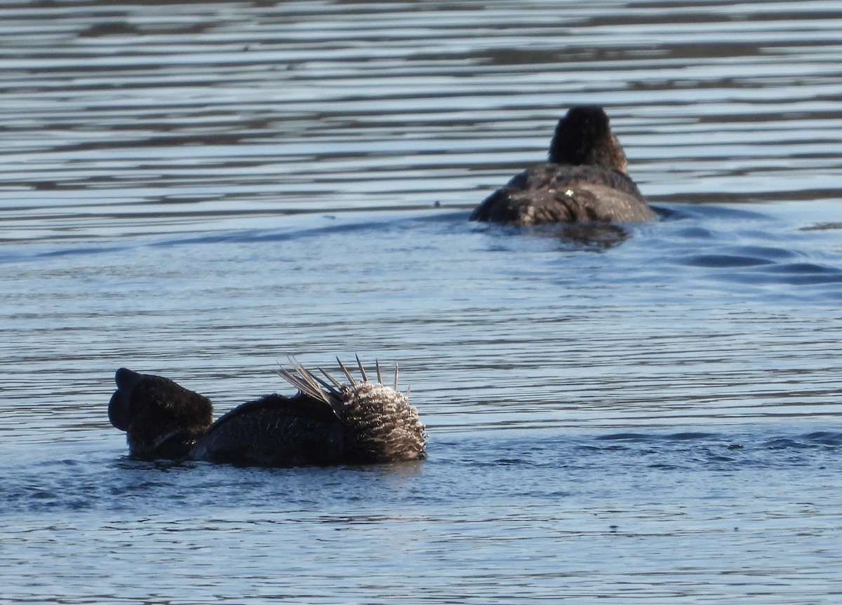 Musk Duck - ML623721654