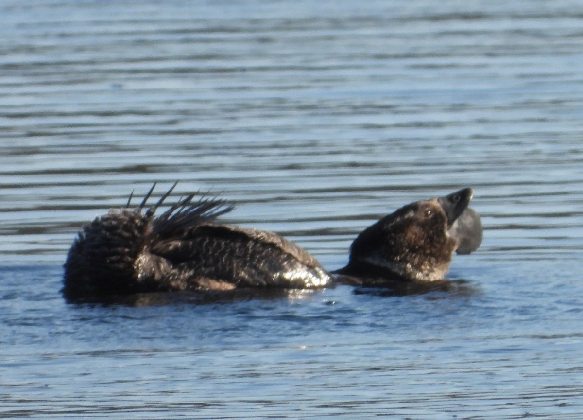 Musk Duck - ML623721655
