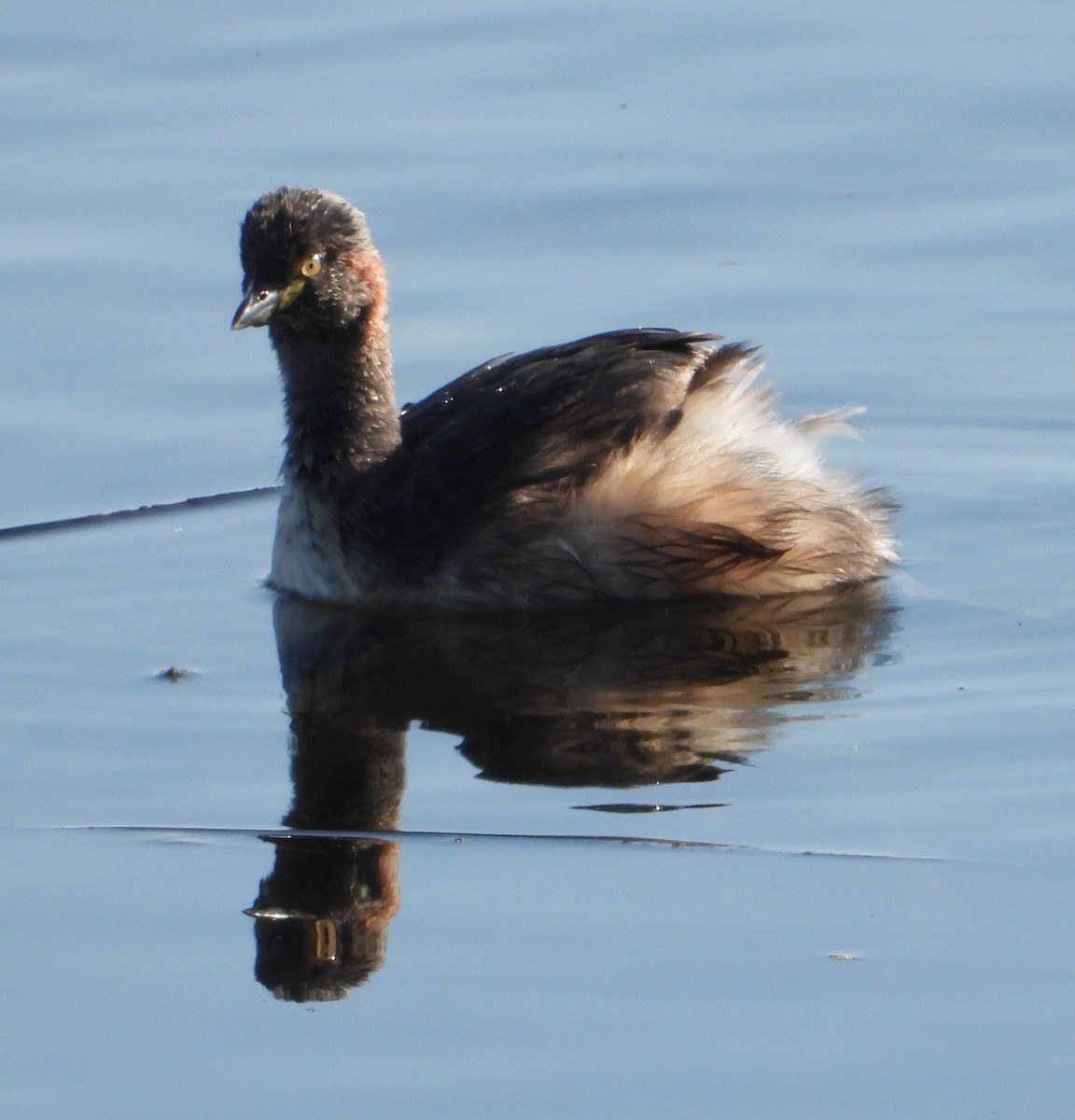 Australasian Grebe - ML623721666