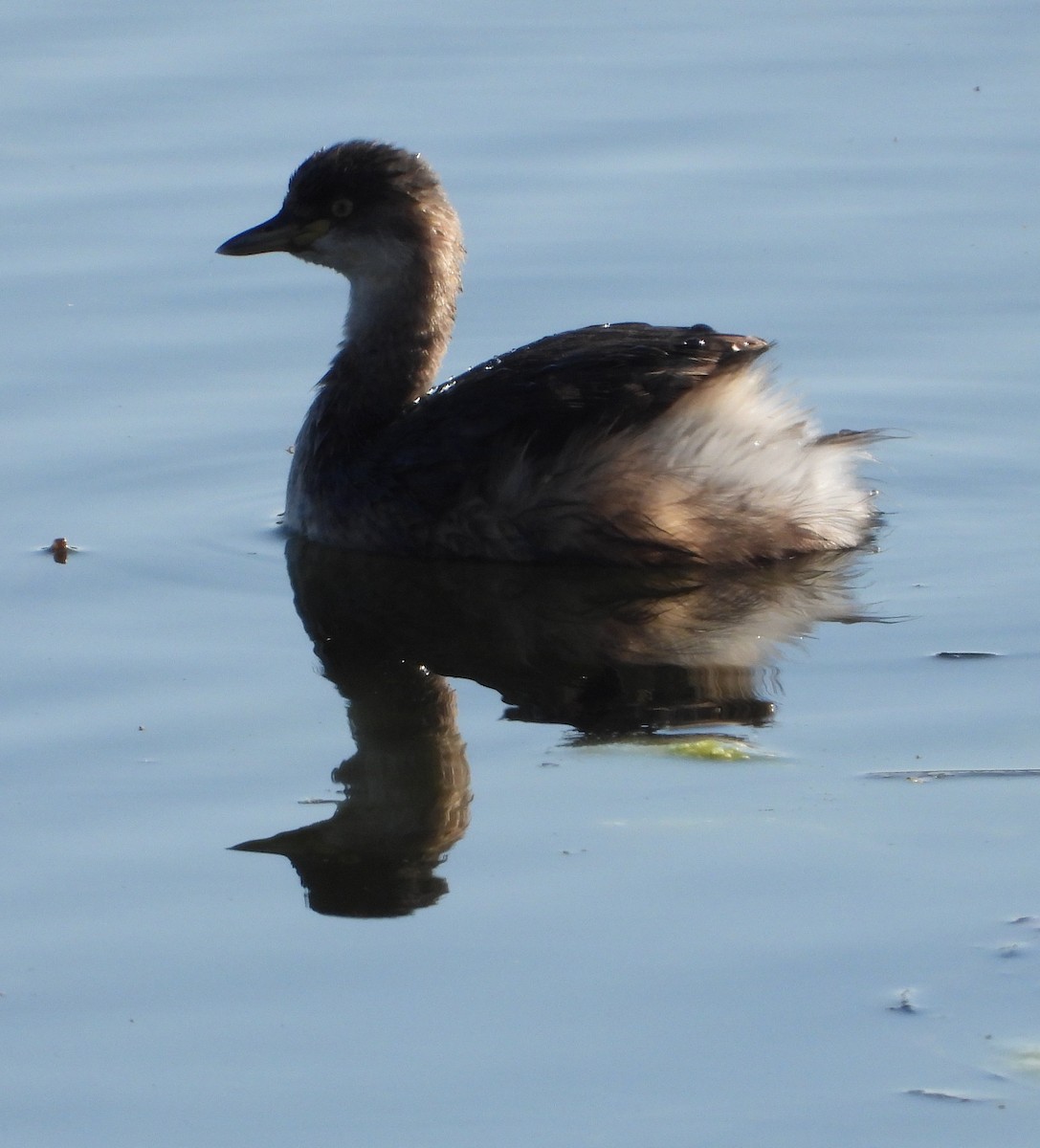 Australasian Grebe - ML623721667
