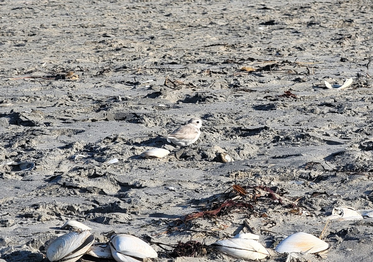 Piping Plover - ML623721676