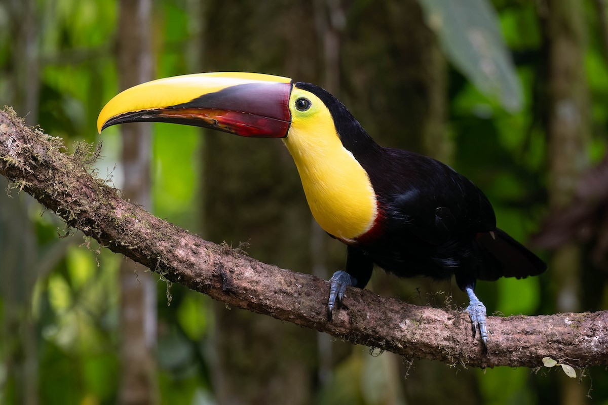 Yellow-throated Toucan (Chestnut-mandibled) - ML623721680