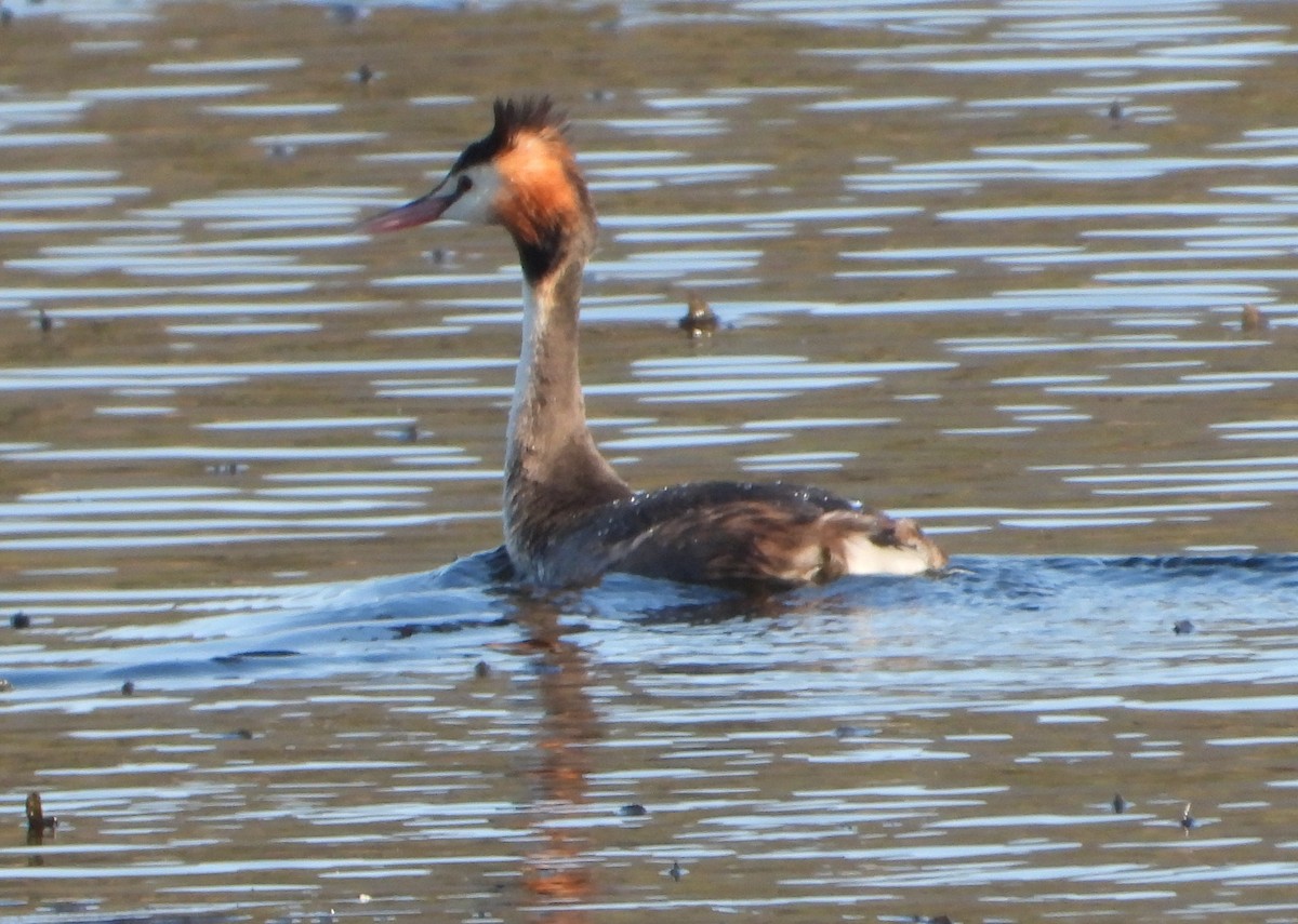 Great Crested Grebe - ML623721687