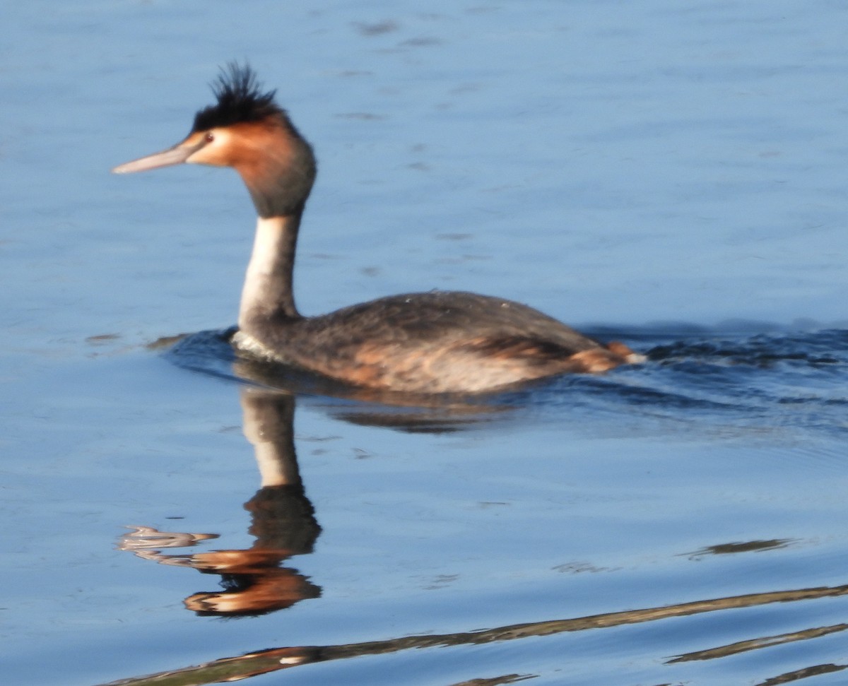 Great Crested Grebe - ML623721688