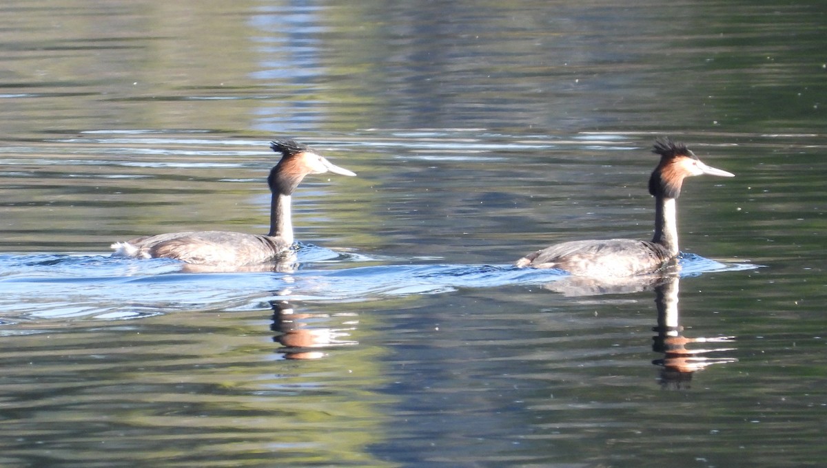 Great Crested Grebe - ML623721689