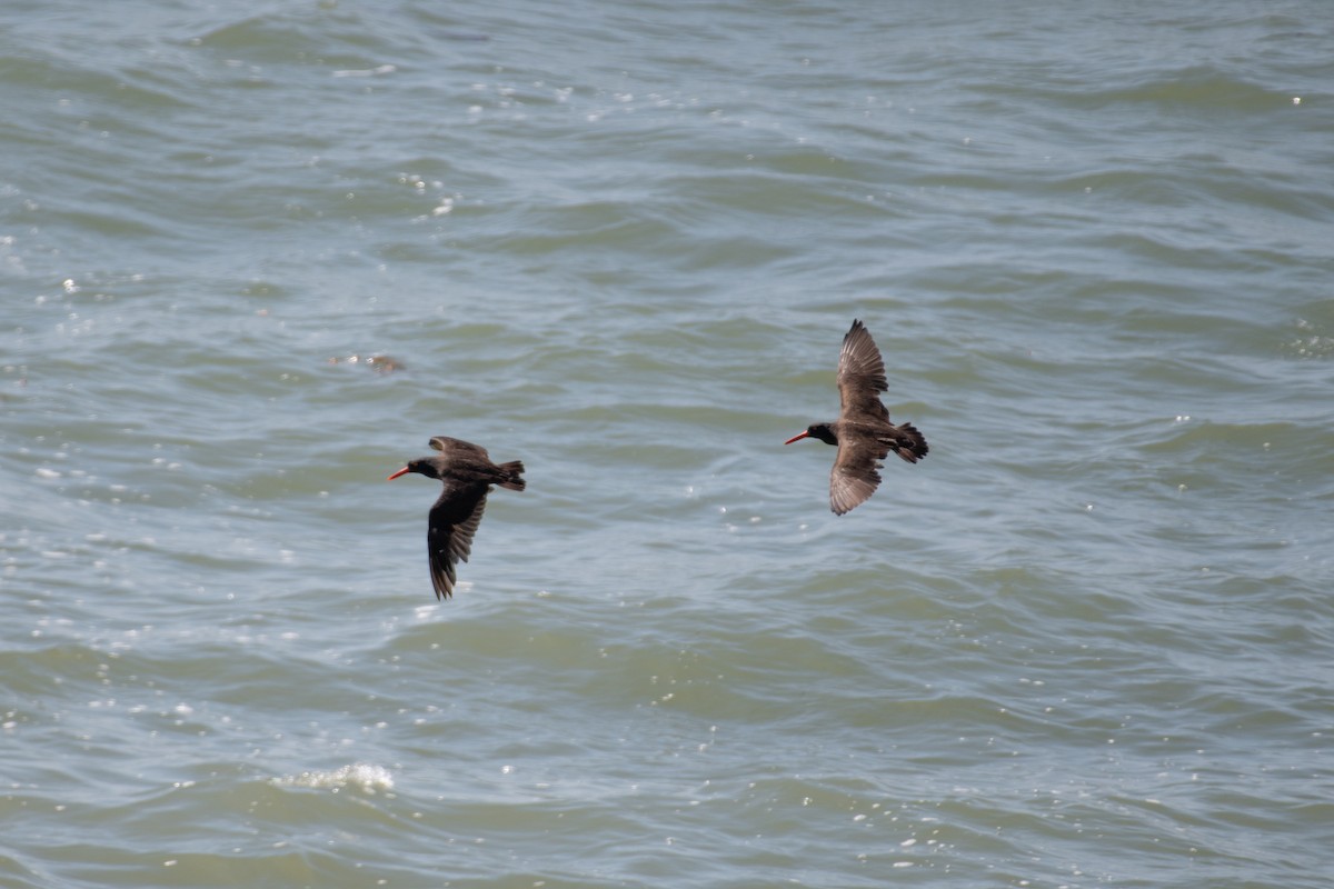 Black Oystercatcher - ML623721698