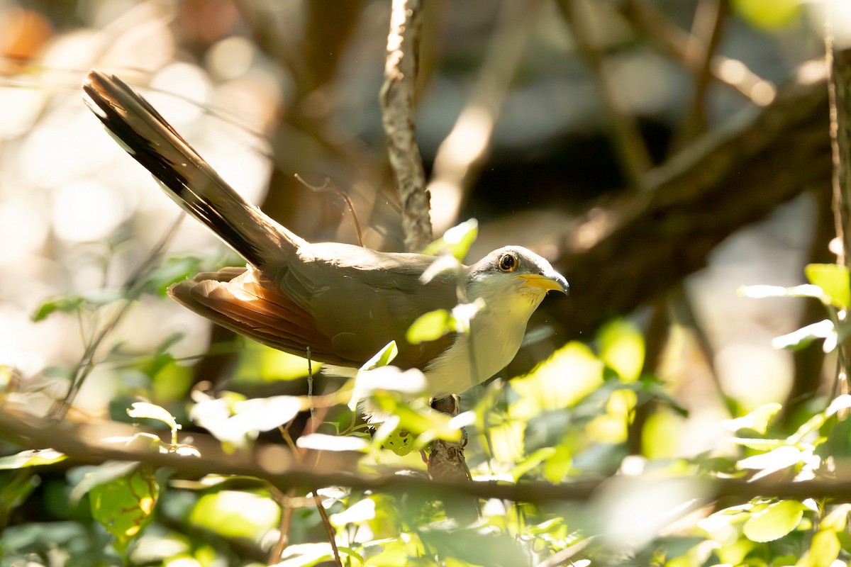 Yellow-billed Cuckoo - ML623721708