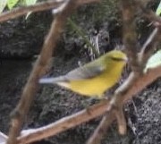 Blue-winged Warbler - Dorothy Thurman