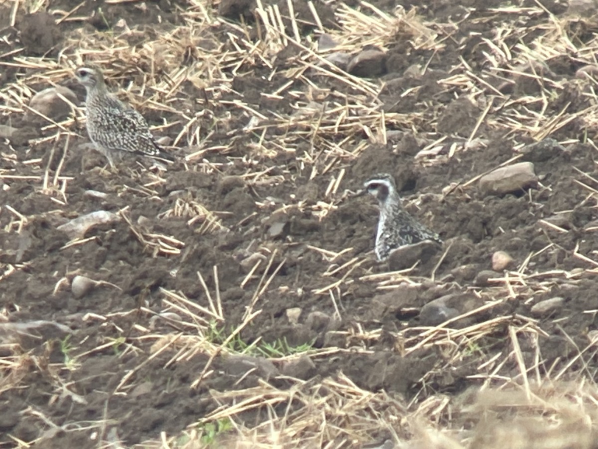 American Golden-Plover - C Douglas