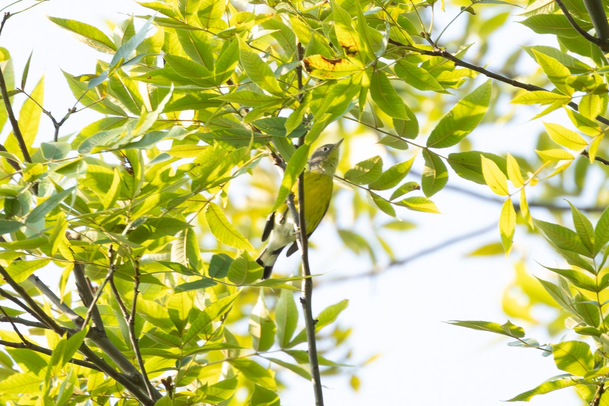 Magnolia Warbler - ML623721734