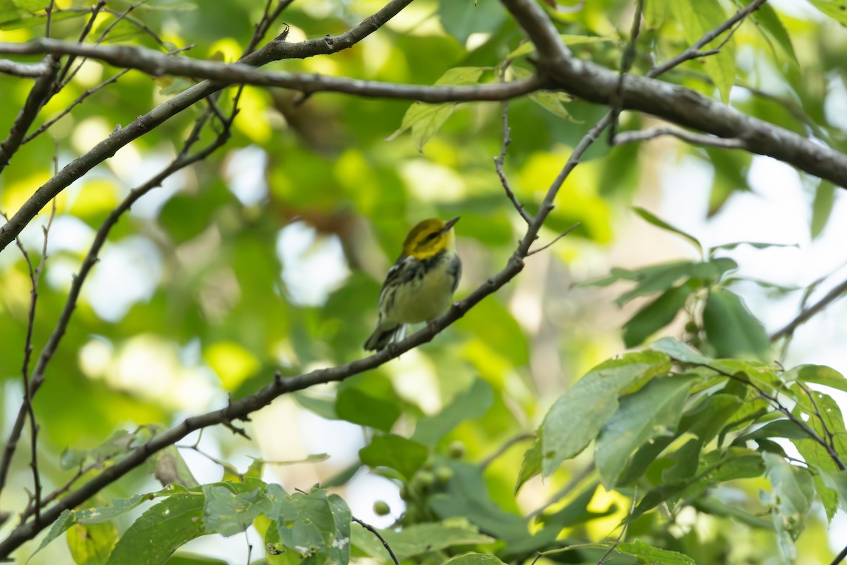 Black-throated Green Warbler - ML623721737