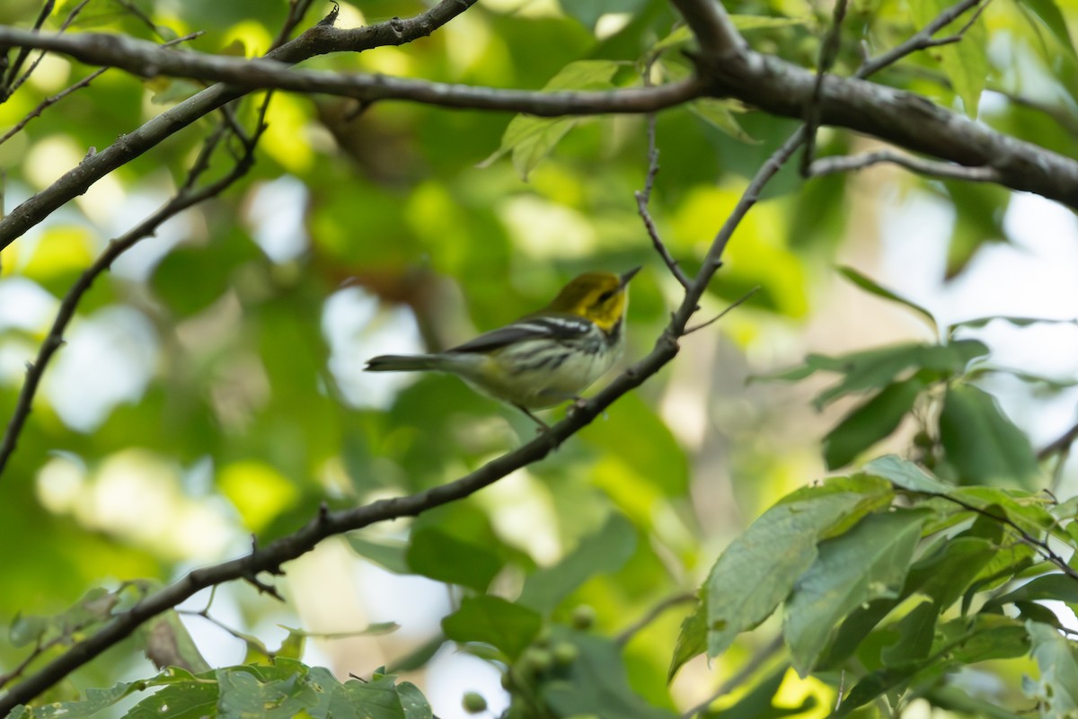 Black-throated Green Warbler - ML623721741