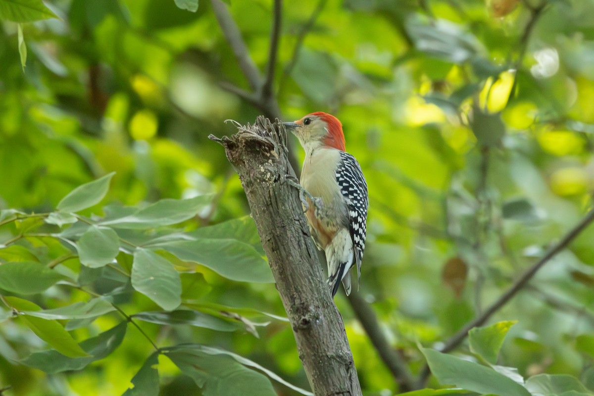 Red-bellied Woodpecker - ML623721750