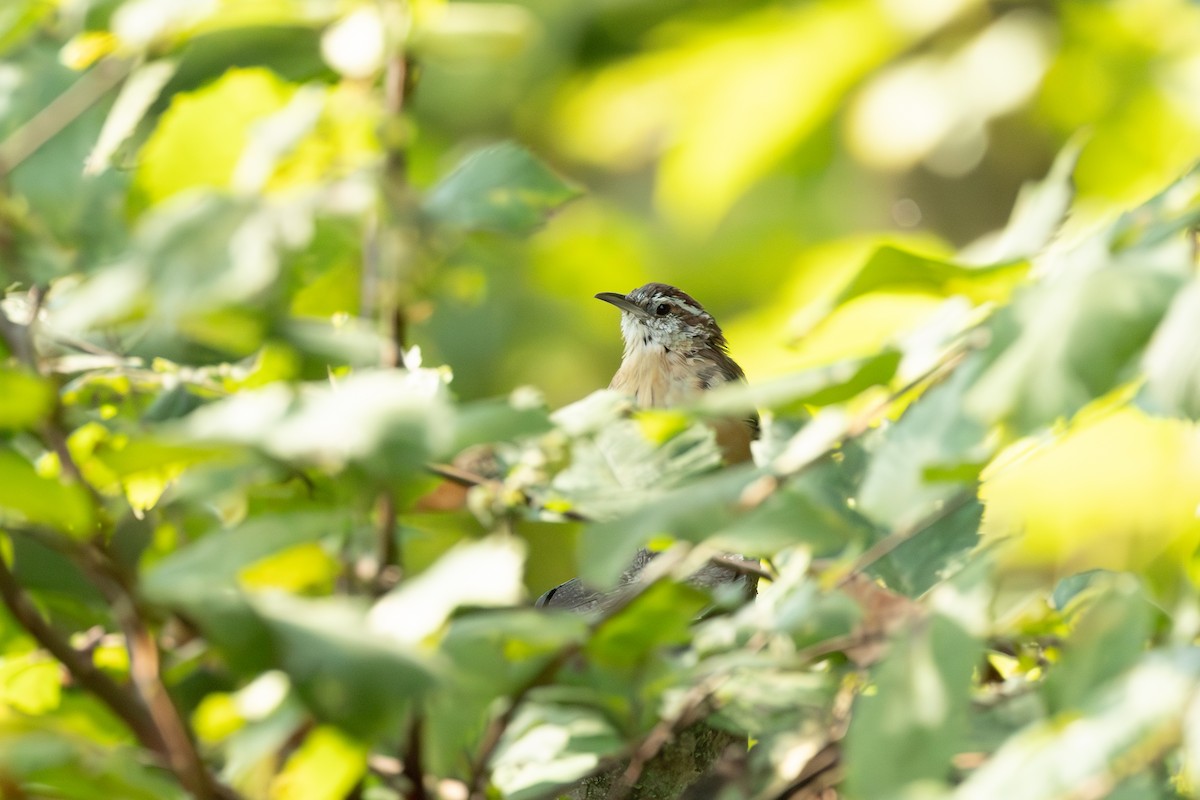 Carolina Wren - Amy Rangel