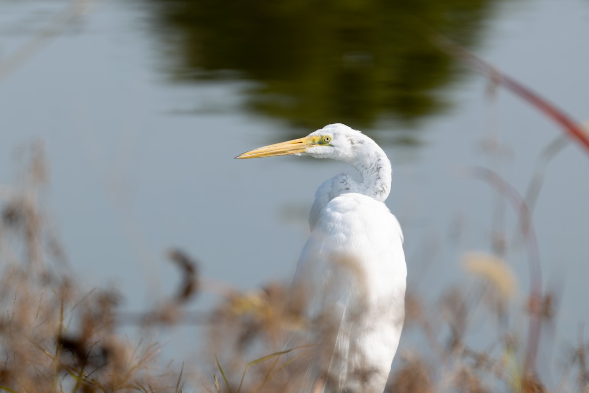 Great Egret - ML623721767