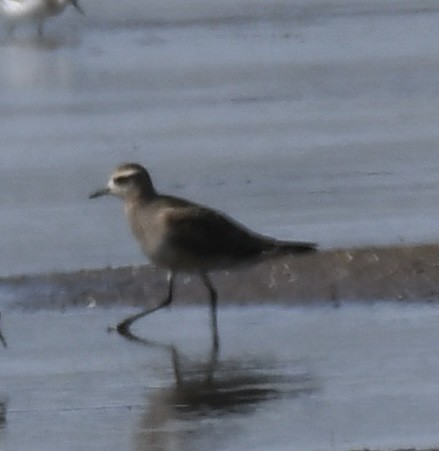 American Golden-Plover - ML623721769