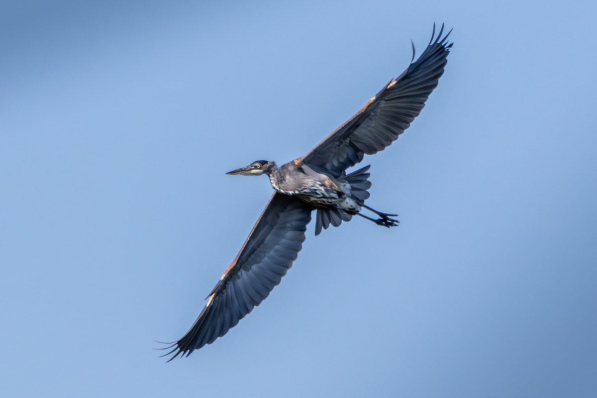 Great Blue Heron - ML623721774