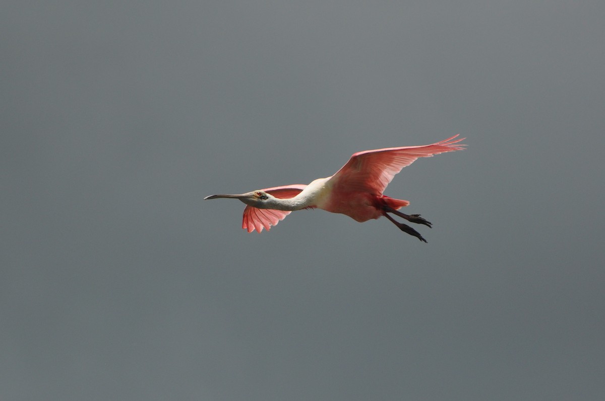 Roseate Spoonbill - ML623721779