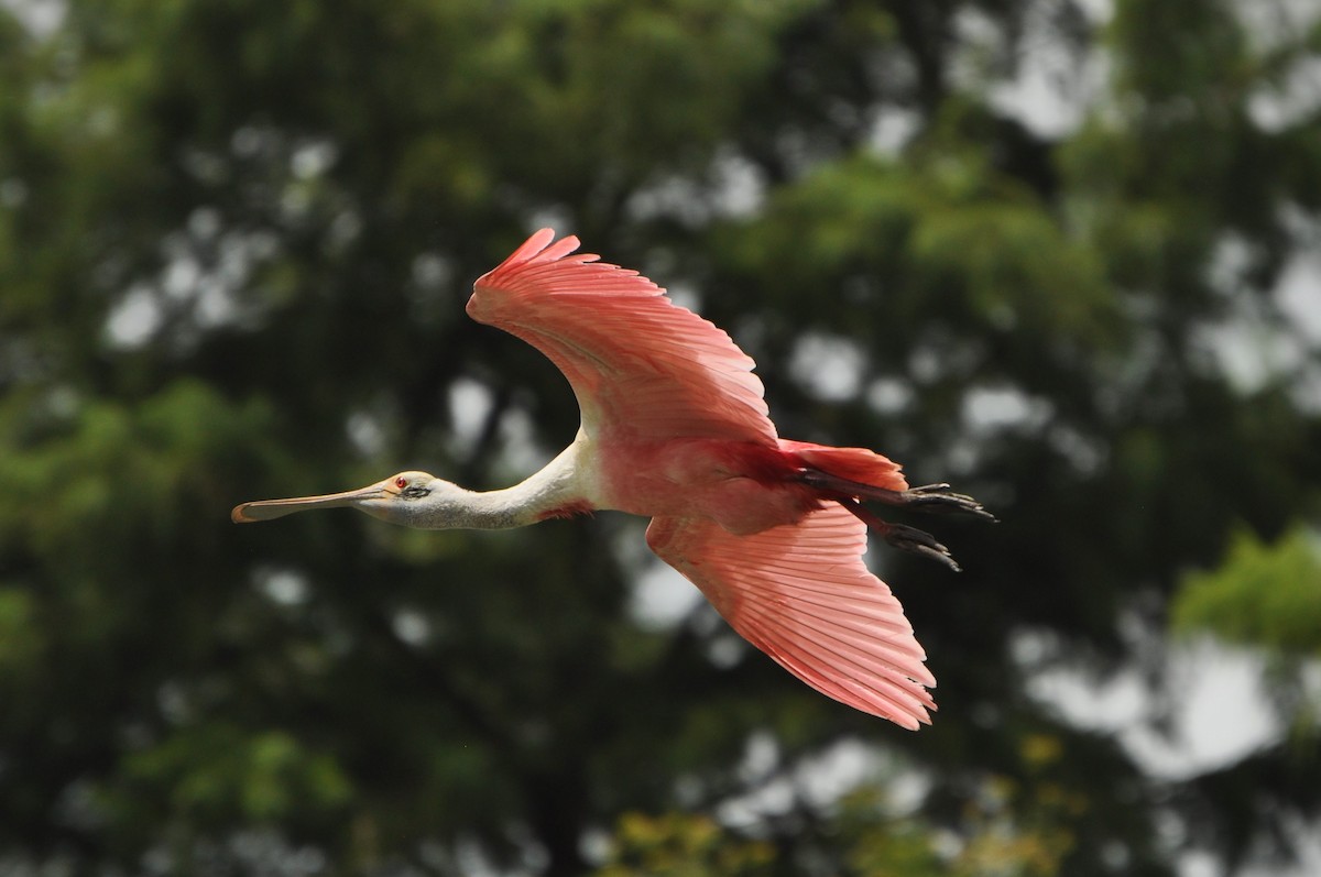 Roseate Spoonbill - Abigail Duvall