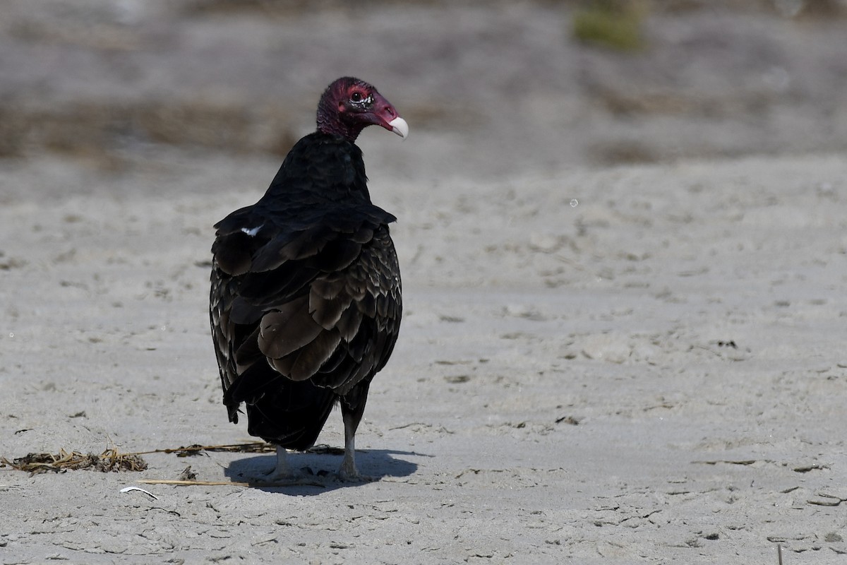 Turkey Vulture - ML623721791