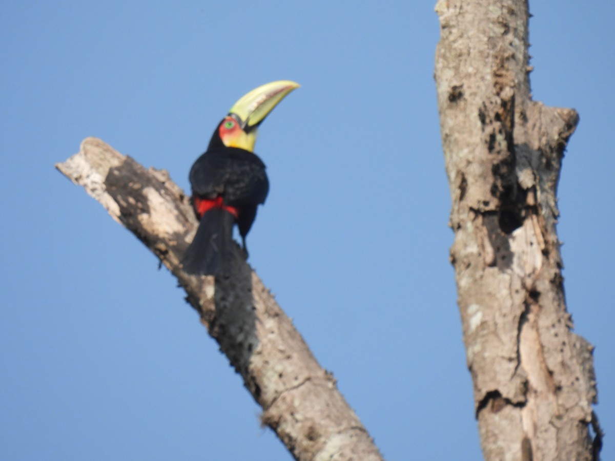 Red-breasted Toucan - ML623721799