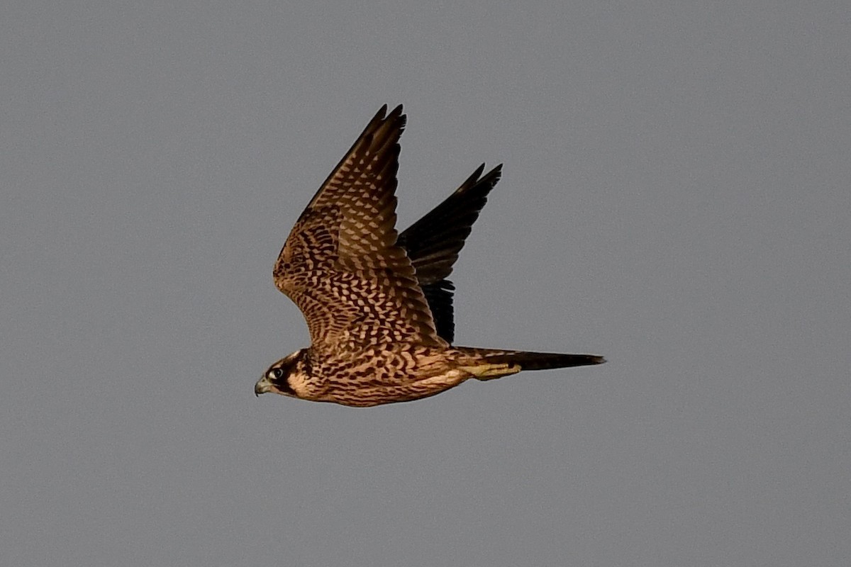 Peregrine Falcon - ML623721802