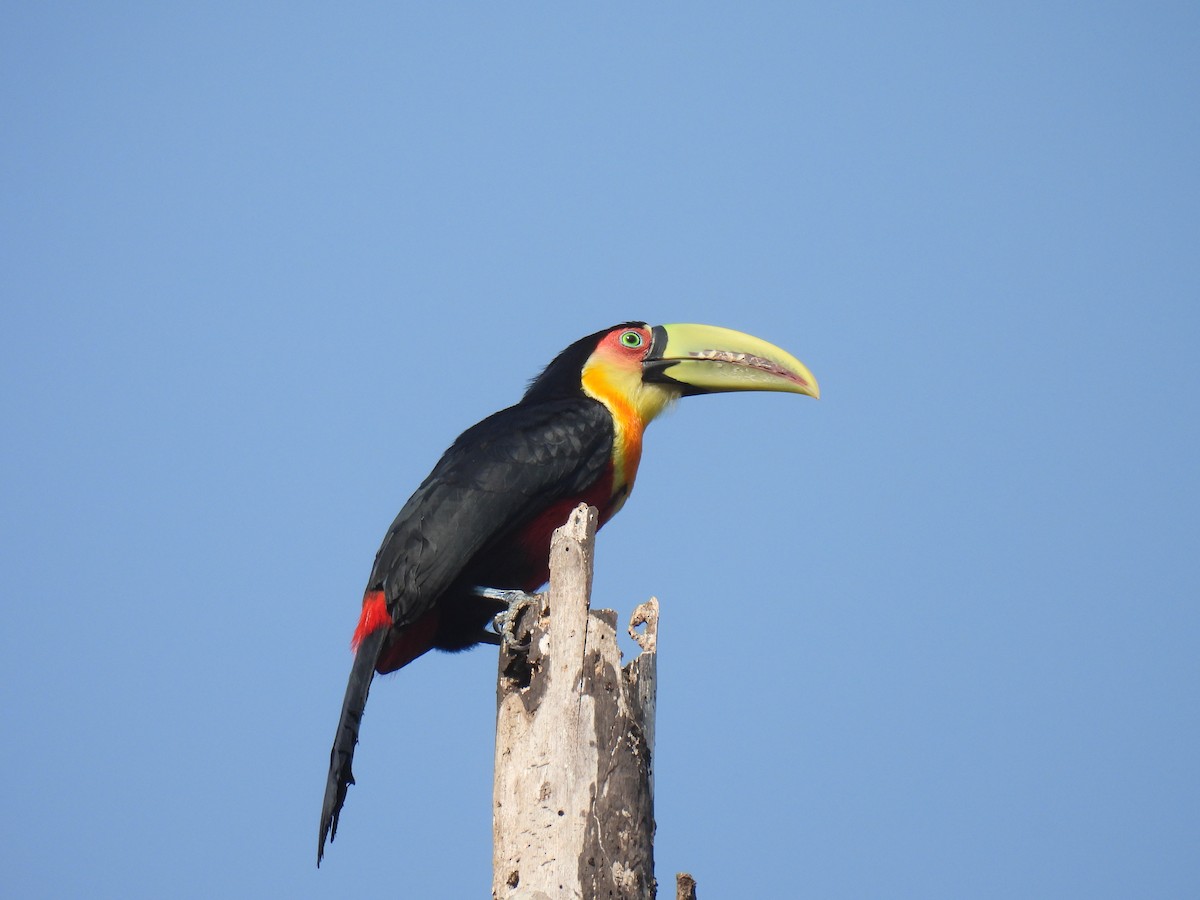 Toucan à ventre rouge - ML623721805