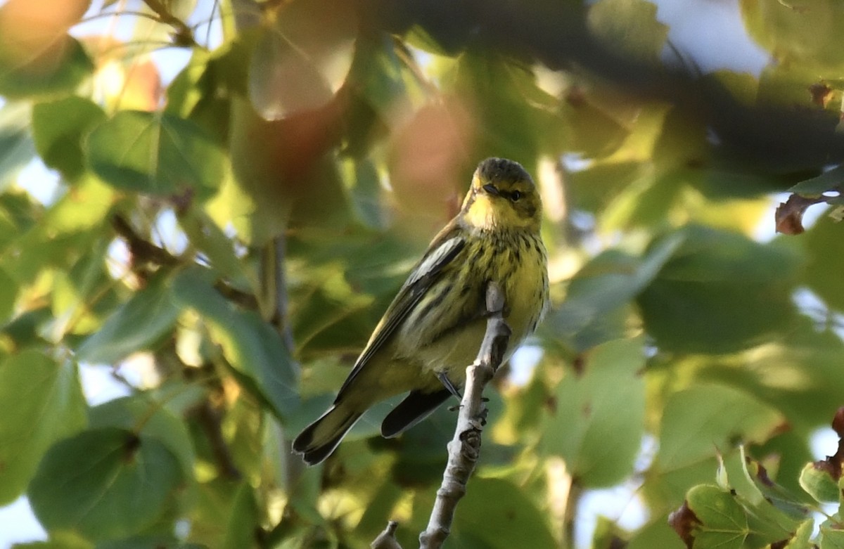 Cape May Warbler - Brett Hillman