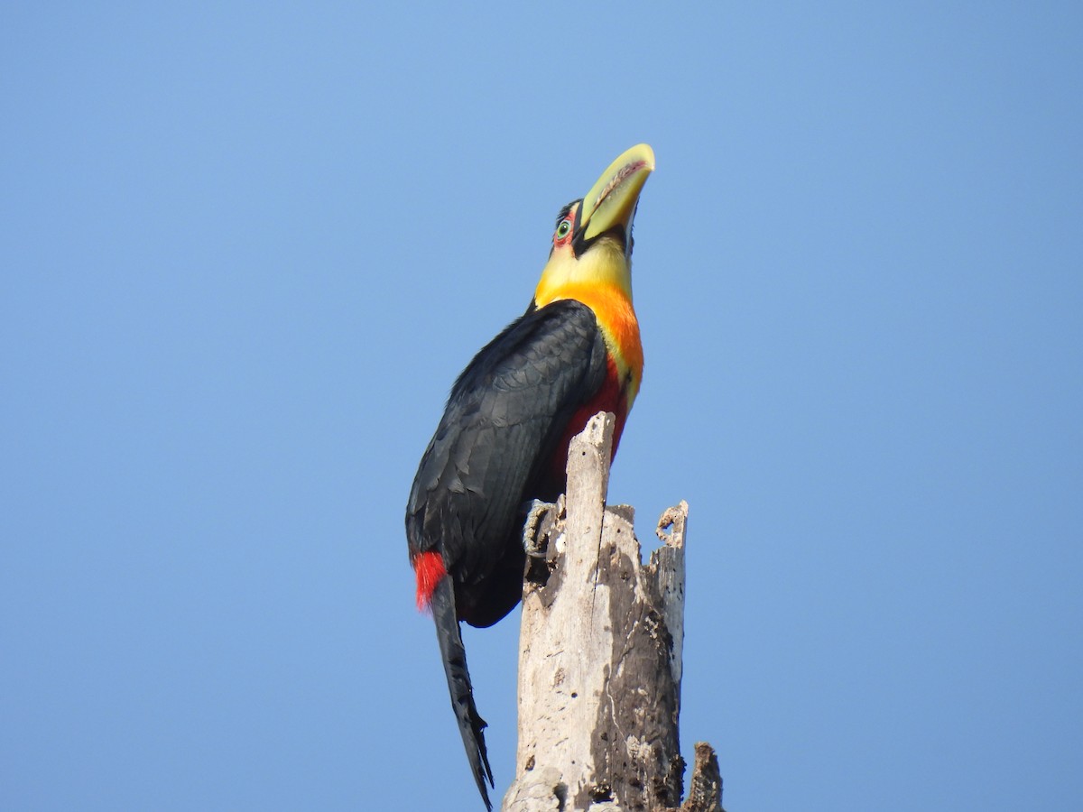 Toucan à ventre rouge - ML623721829