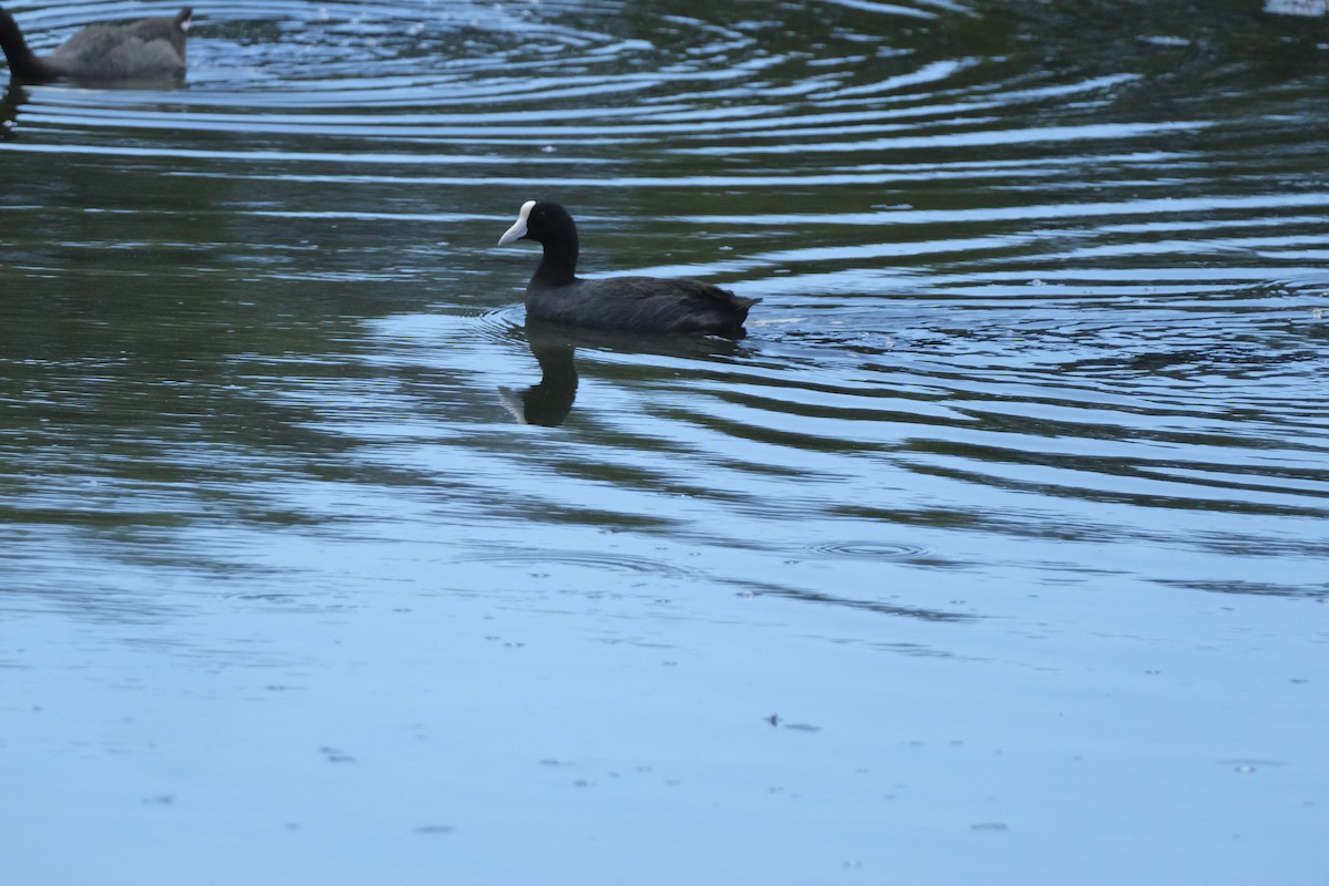 Hawaiian Coot - ML623721831