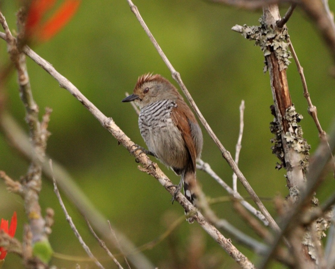 Rufous-capped Antshrike - ML623721982