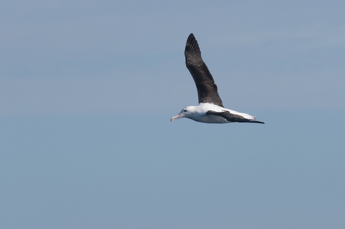 Northern Royal Albatross - ML623721997