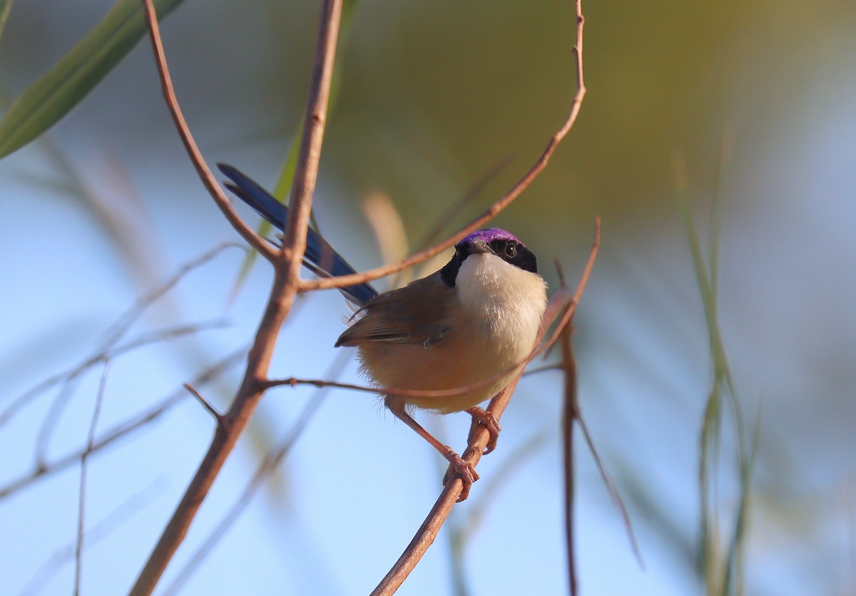 Purple-crowned Fairywren - ML623722058