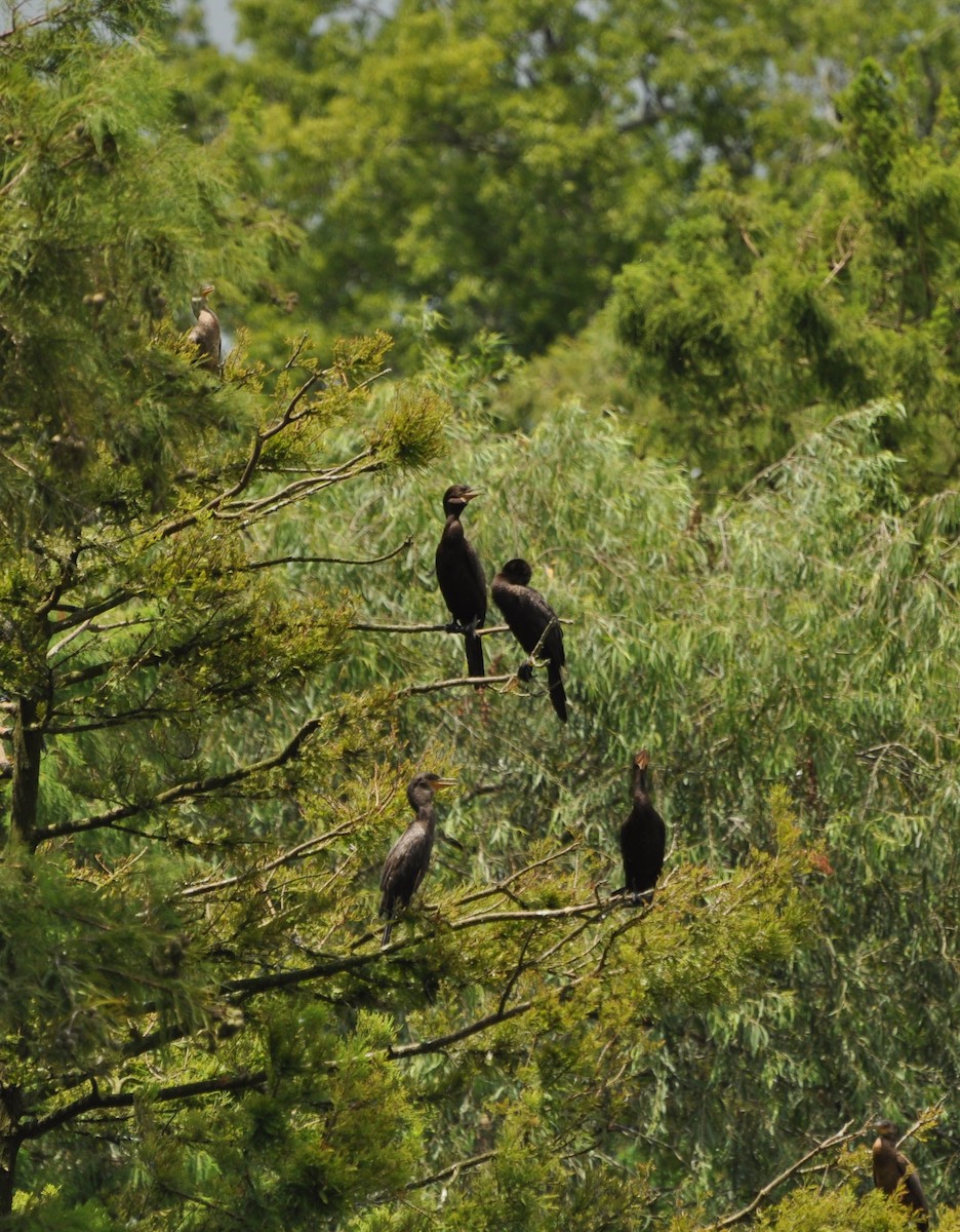 Neotropic Cormorant - ML623722078