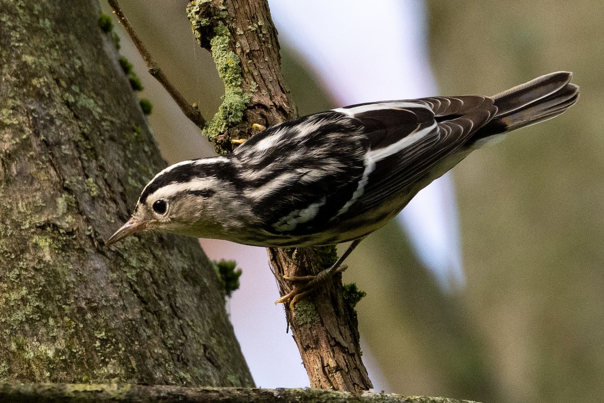 Black-and-white Warbler - ML623722114