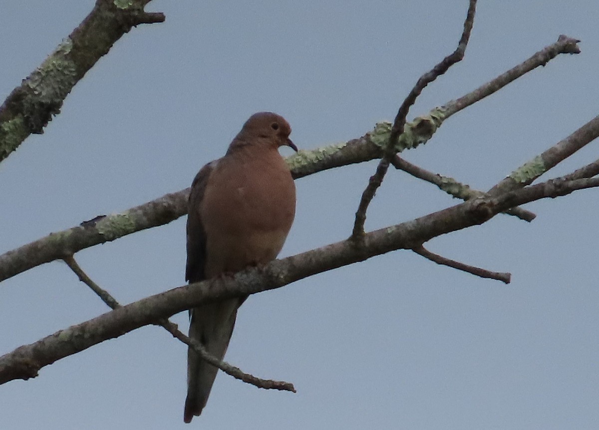 Mourning Dove - ML623722122