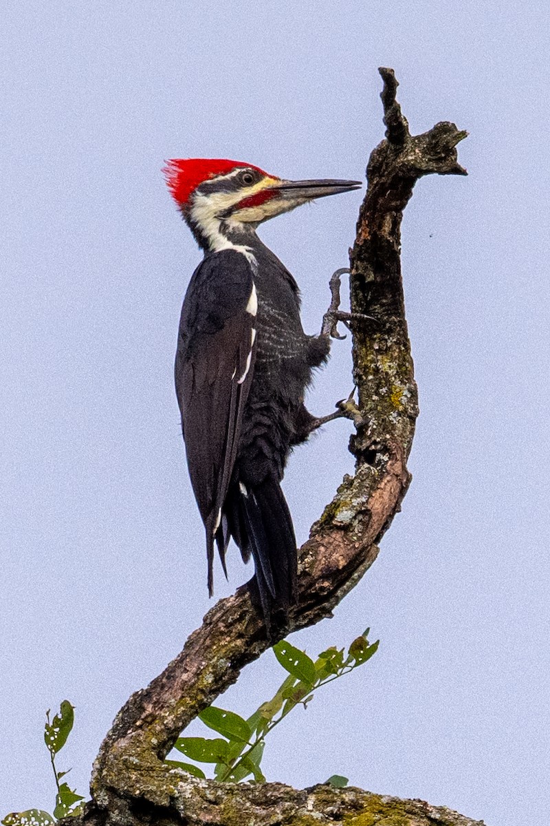 Pileated Woodpecker - ML623722123