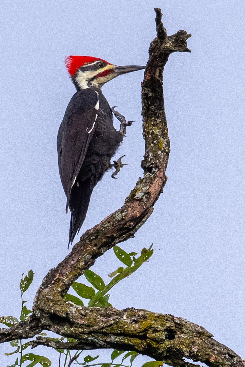 Pileated Woodpecker - ML623722124