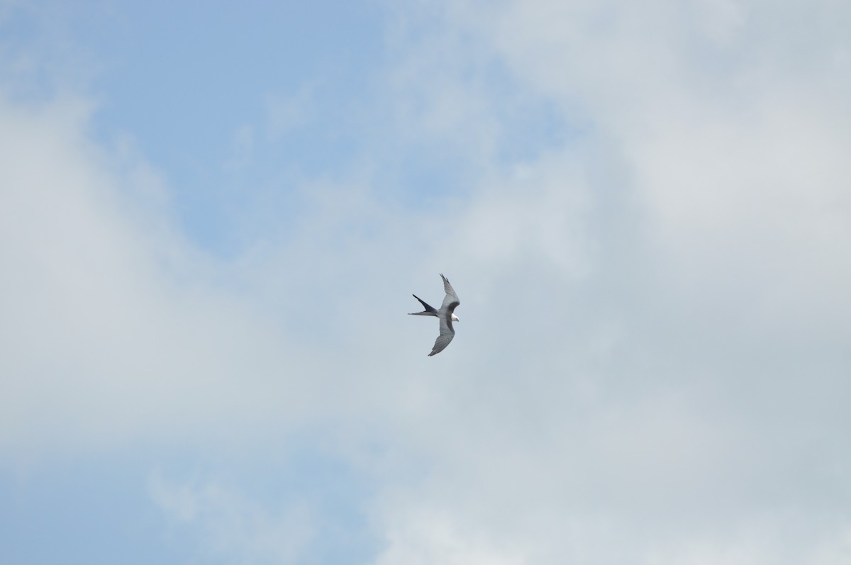 Swallow-tailed Kite - ML623722125