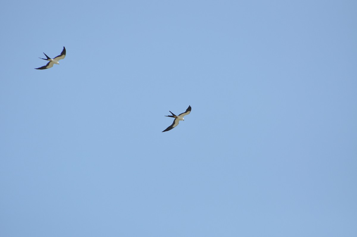 Swallow-tailed Kite - ML623722126