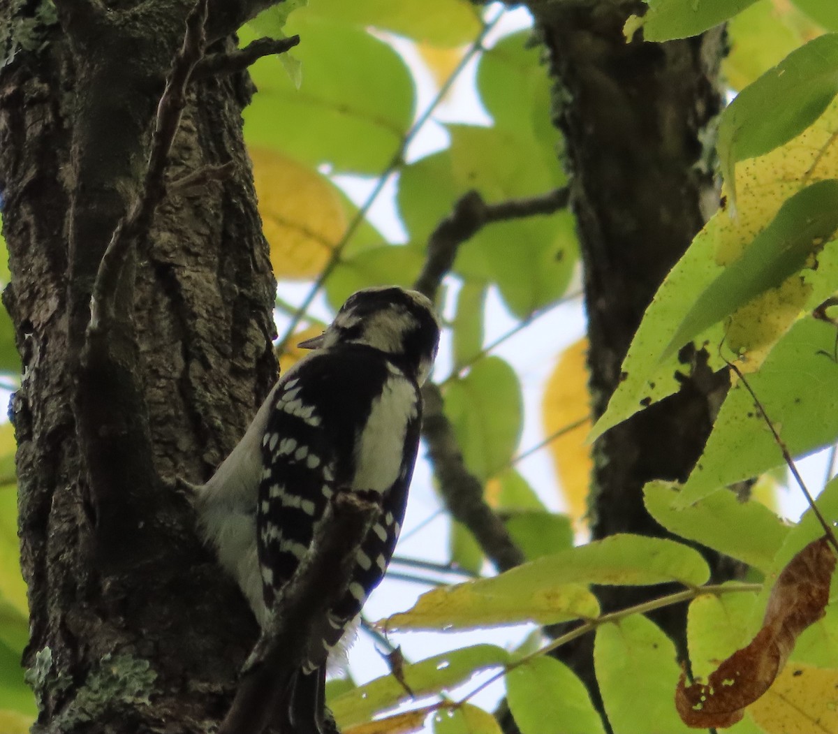 Downy Woodpecker - ML623722188